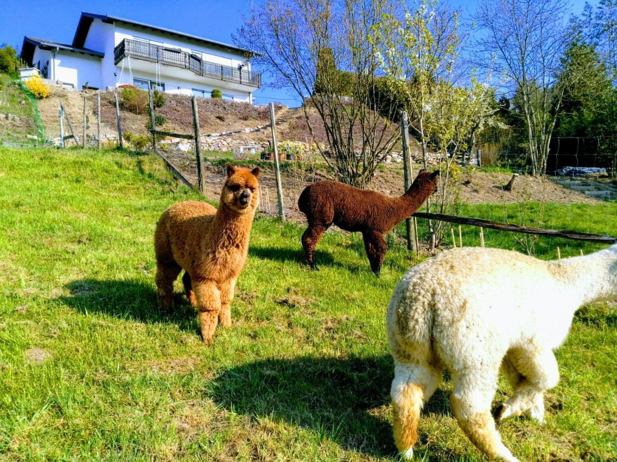 Ferienwohnung Alpaka Blick Schneppenbach 外观 照片
